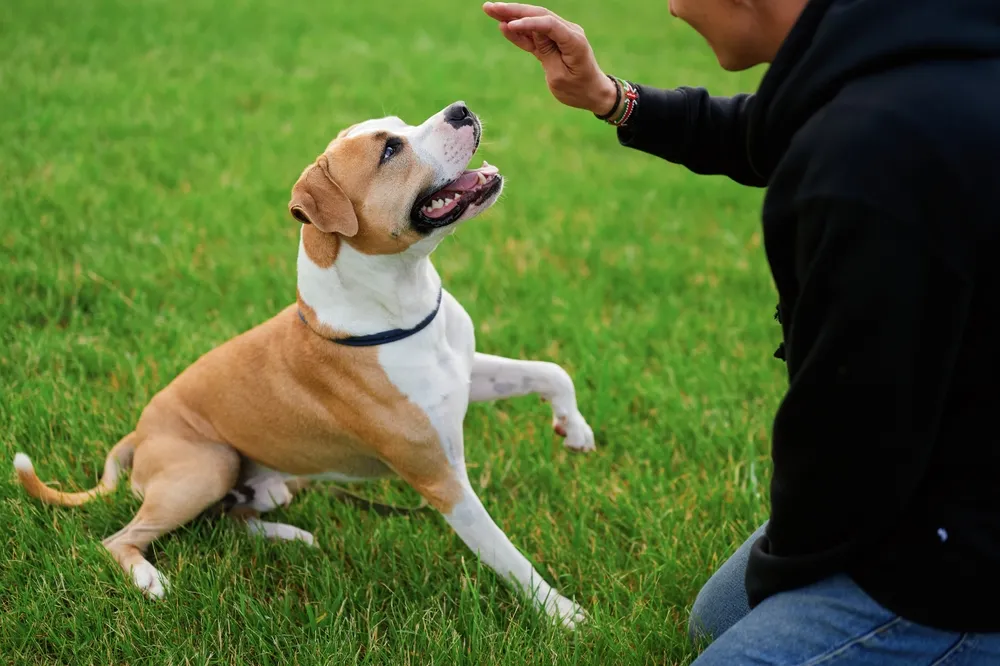 A professional dog trainer in a black hoodie working with a brown and white dog on a grassy field, as the dog eagerly raises its paw during a training session.