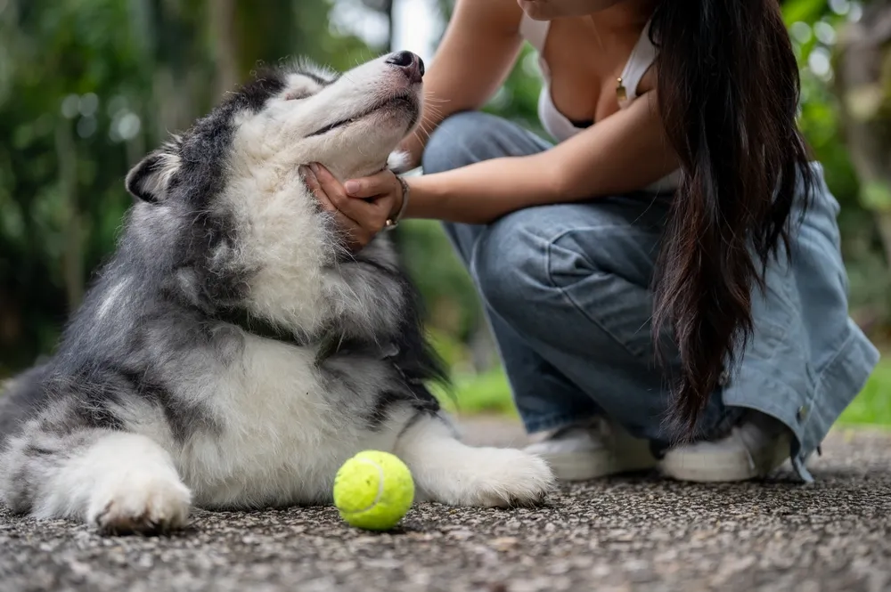 A calm dog enjoying a gentle moment with a woman after a training session, reflecting strong trainer experience and bonding.