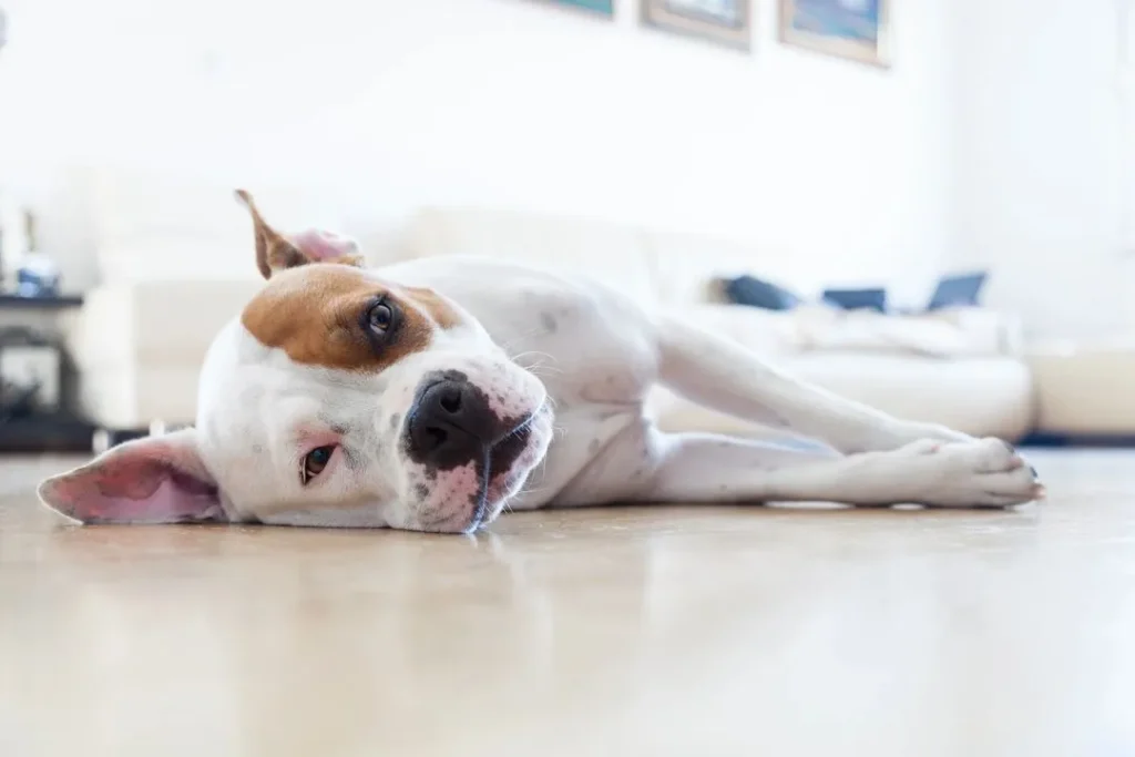 dog relaxing time