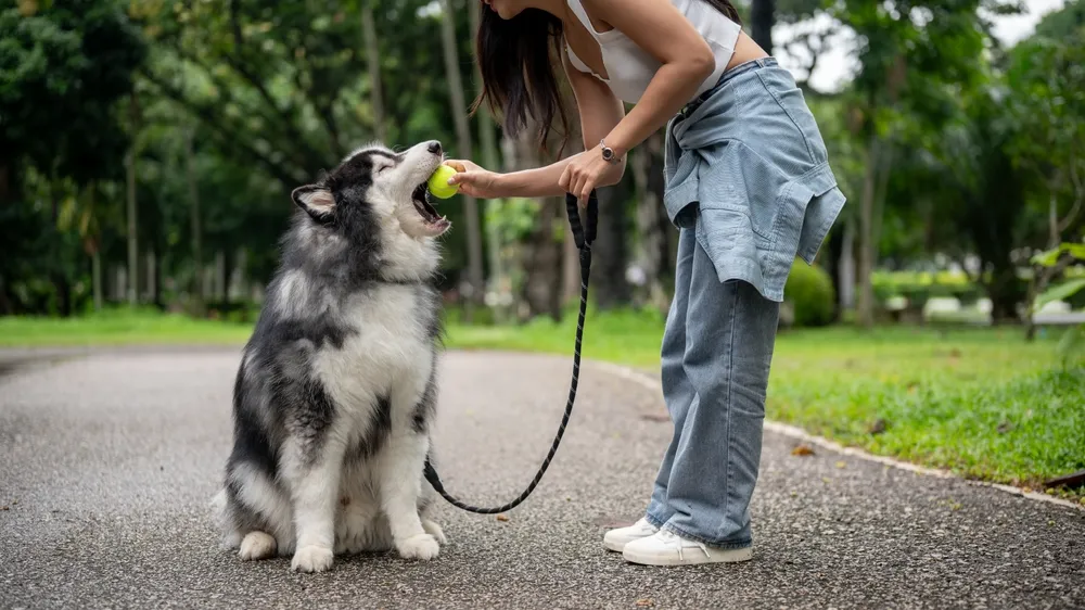 A woman training a large dog with a tennis ball in a park, showcasing techniques from the best dog trainer Chicago has to offer.