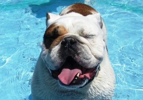A happy bulldog with its tongue out, swimming in a blue pool.