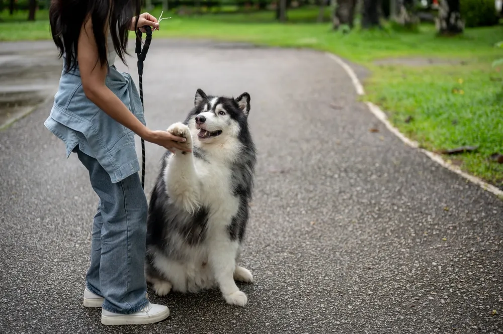 Woman playfully engaging with a large dog during a relaxed park session, showcasing a friendly and effective training style.