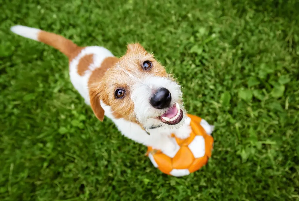 Happy puppy playing with a ball on grass during puppy training in Chicago.