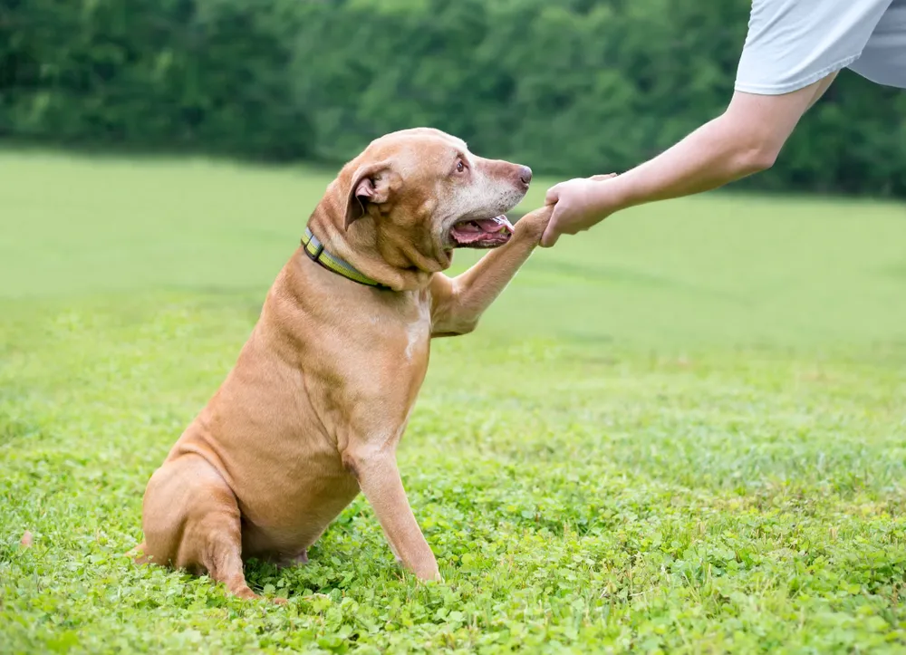 Professional Dog Trainer showing its polite and friendly relationship with a dog.