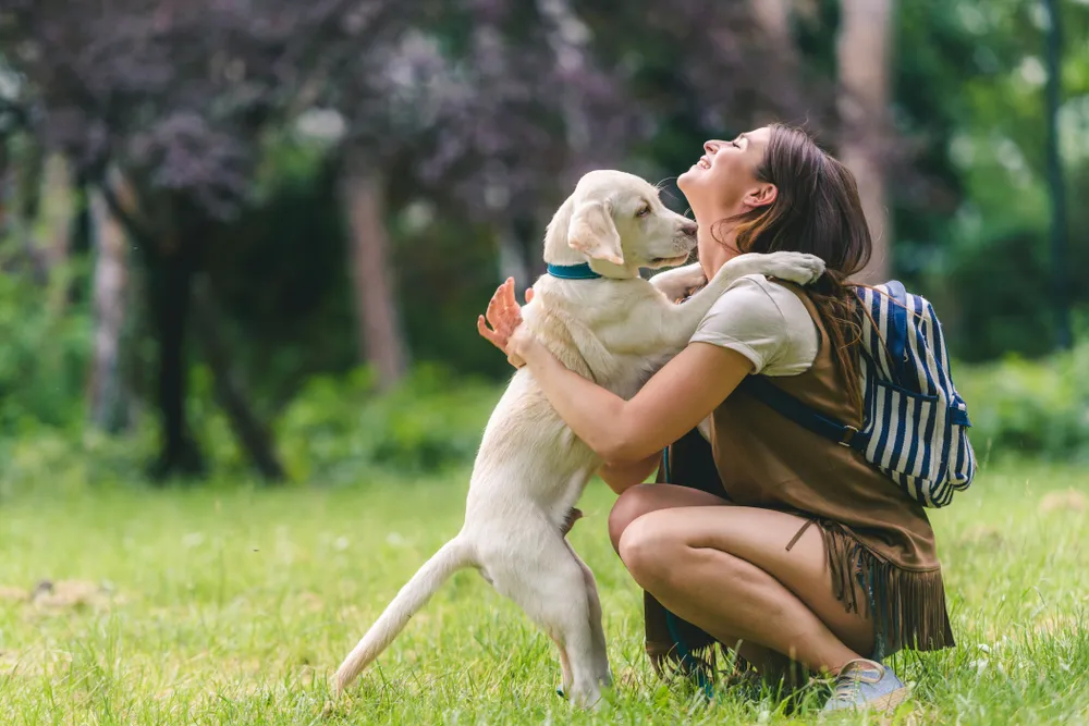 Happy moment during puppy training in Chicago as a young woman embraces her Labrador in a sunny park.