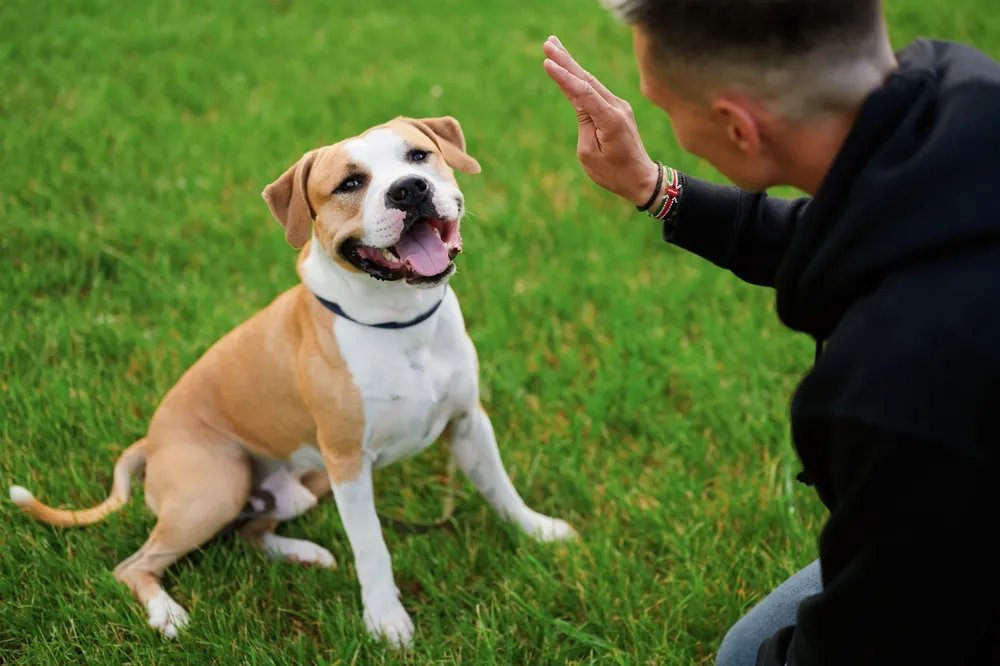 A professional dog trainer working with a happy brown and white dog sitting on green grass, preparing to give a high five during a training session.