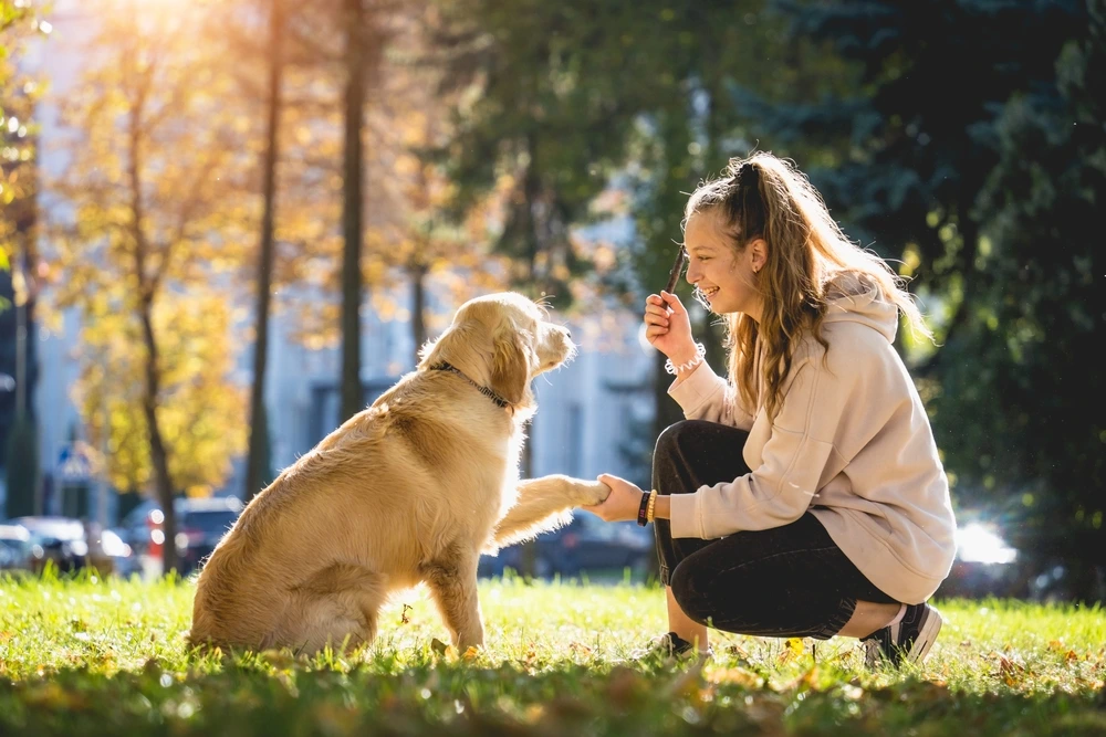 Top dog trainers teaching a Golden Retriever to shake hands in a sunny park, highlighting positive reinforcement training.