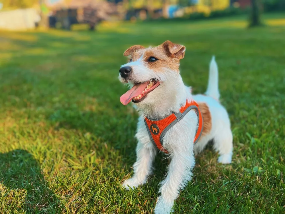 Energetic puppy in an orange harness enjoying outdoor puppy training in Chicago.
