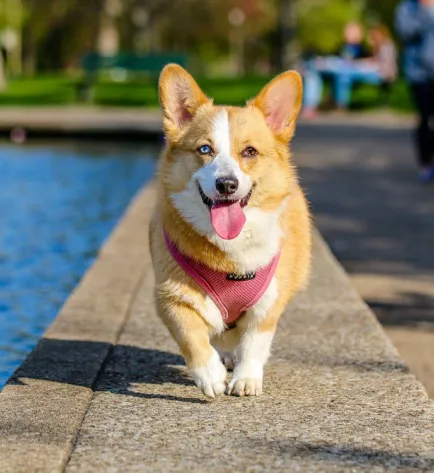 dog wearing pink band