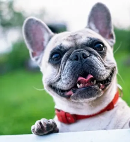 A happy French Bulldog with a red collar, leaning on a white surface with green grass in the background.