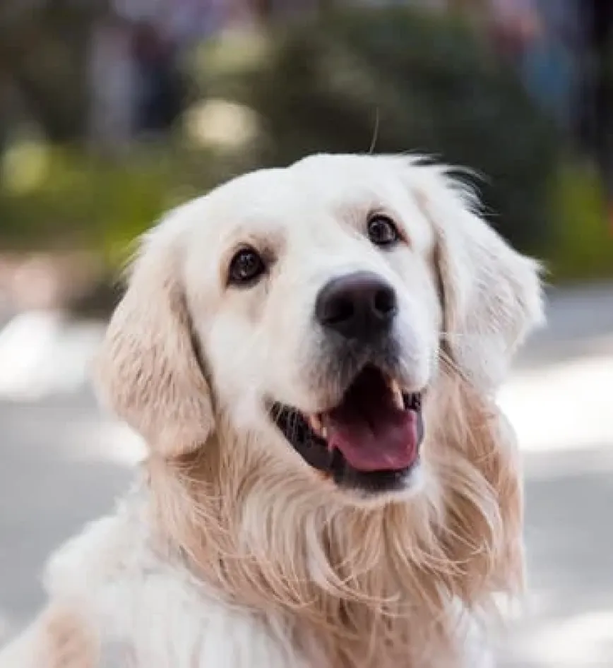 A happy golden retriever with fluffy fur, looking directly at the camera outdoors.