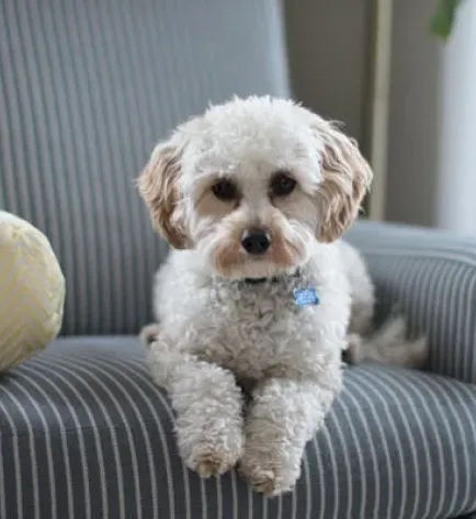 A small, fluffy dog with curly fur lying on a striped chair.