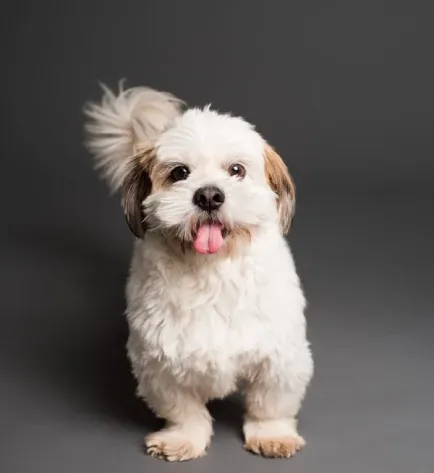 cute puppy with it's tongue