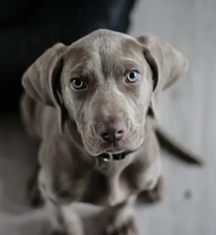 A gray puppy with blue eyes, sitting on a wooden floor, looking up.