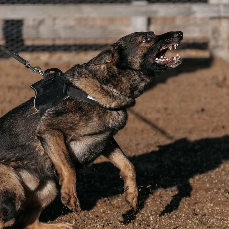 reactive dog pulling on leash