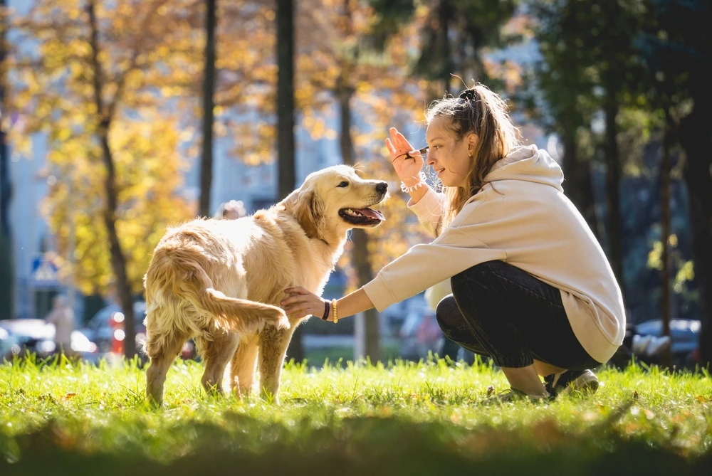 Top dog trainers using hand signals to teach obedience to a Golden Retriever during outdoor training.