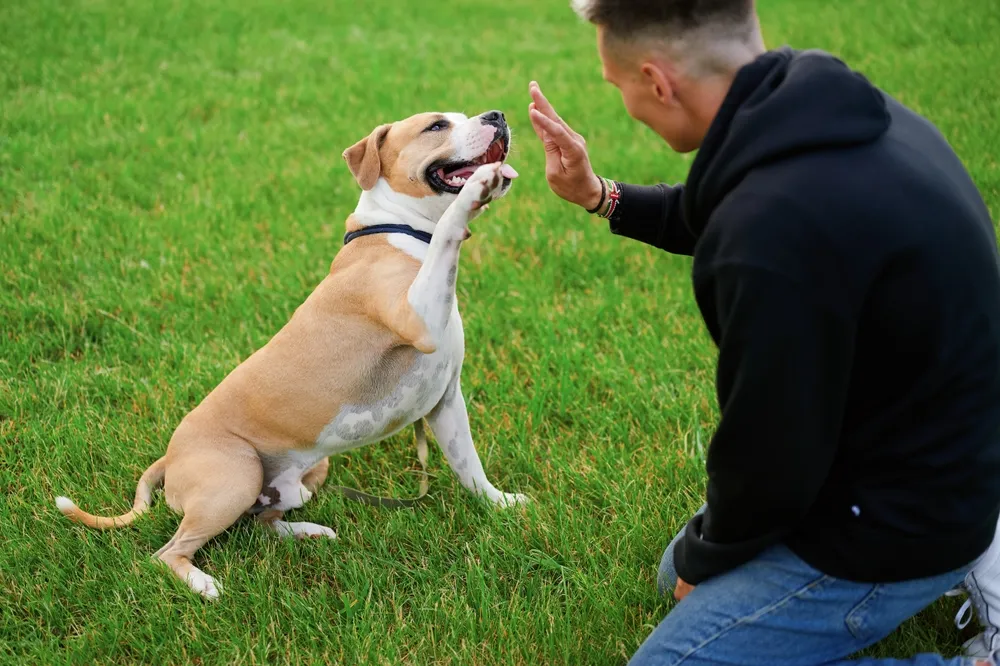 A certified dog trainer in Chicago giving a high five to a happy brown and white dog during an outdoor training session on green grass.