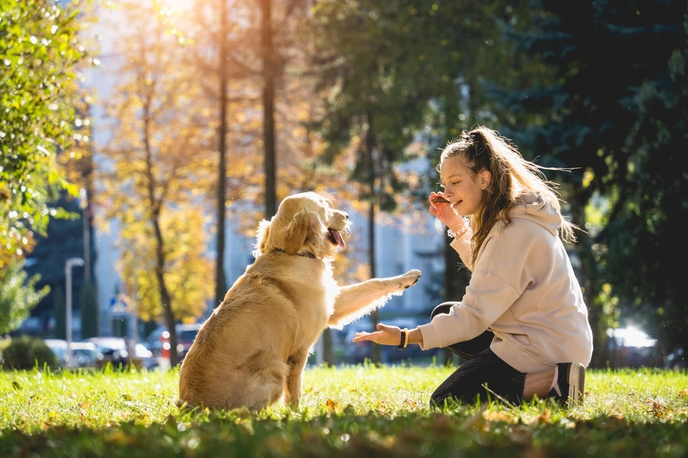 Top dog trainers rewarding a Golden Retriever with gentle praise during a successful training session in the park.