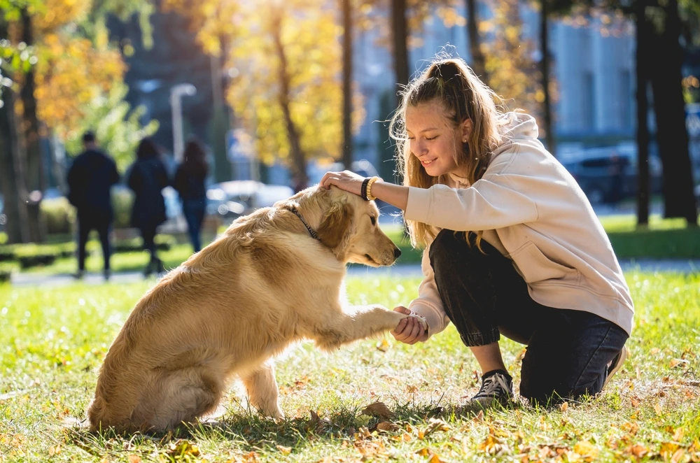 Top dog trainers teaching a Golden Retriever to shake hands in a sunny park, highlighting positive reinforcement training.