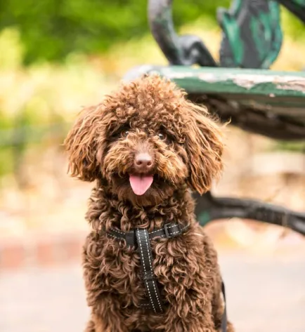 A playful brown dog with curly fur and a harness, sitting near a green bench.