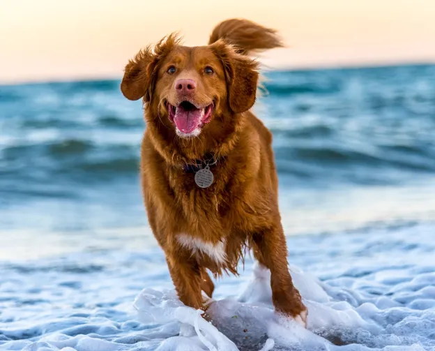 Running dog on a beach