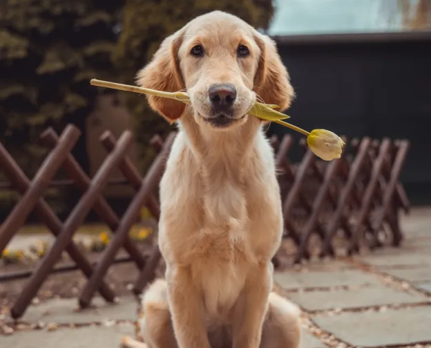 A golden retriever dog sitting with a tulip in its mouth, surrounded by wooden fencing.