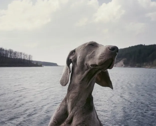 Dog Feeling soothing effect on sea