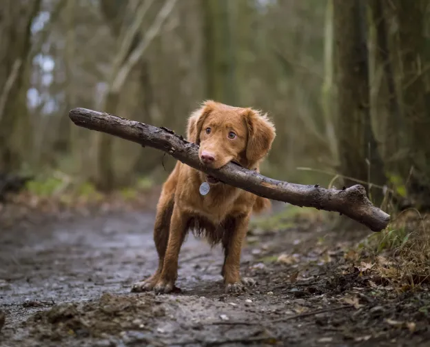 A brown dog holding a large stick in its mouth while standing on a path in the woods.