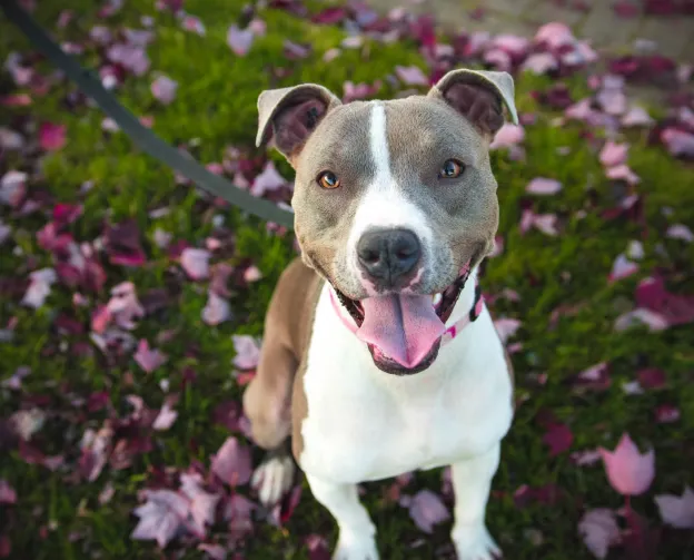 A happy gray and white dog sitting on grass with pink leaves around it.