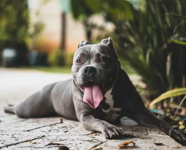 A gray dog lying on a stone path, sticking out its tongue, surrounded by greenery.
