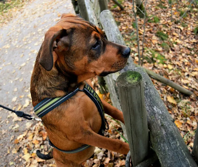 A brown dog in a harness stands on its hind legs, peering over a wooden fence in a park.