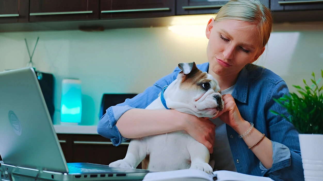 Woman researching therapy dog training cost online while holding her bulldog in a cozy kitchen setting