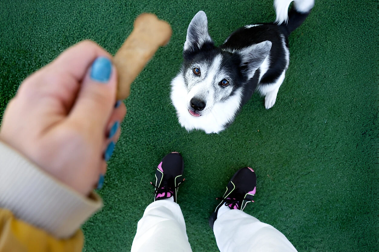 Dog focused on treat during dog training consultation in Chicago, viewed from trainer’s perspective.