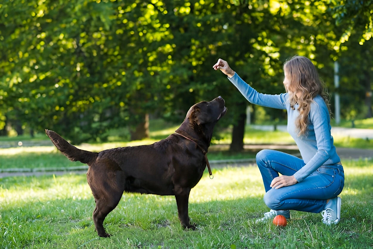 Woman training a chocolate Labrador in a park — concept related to how to register a dog as a therapy dog.