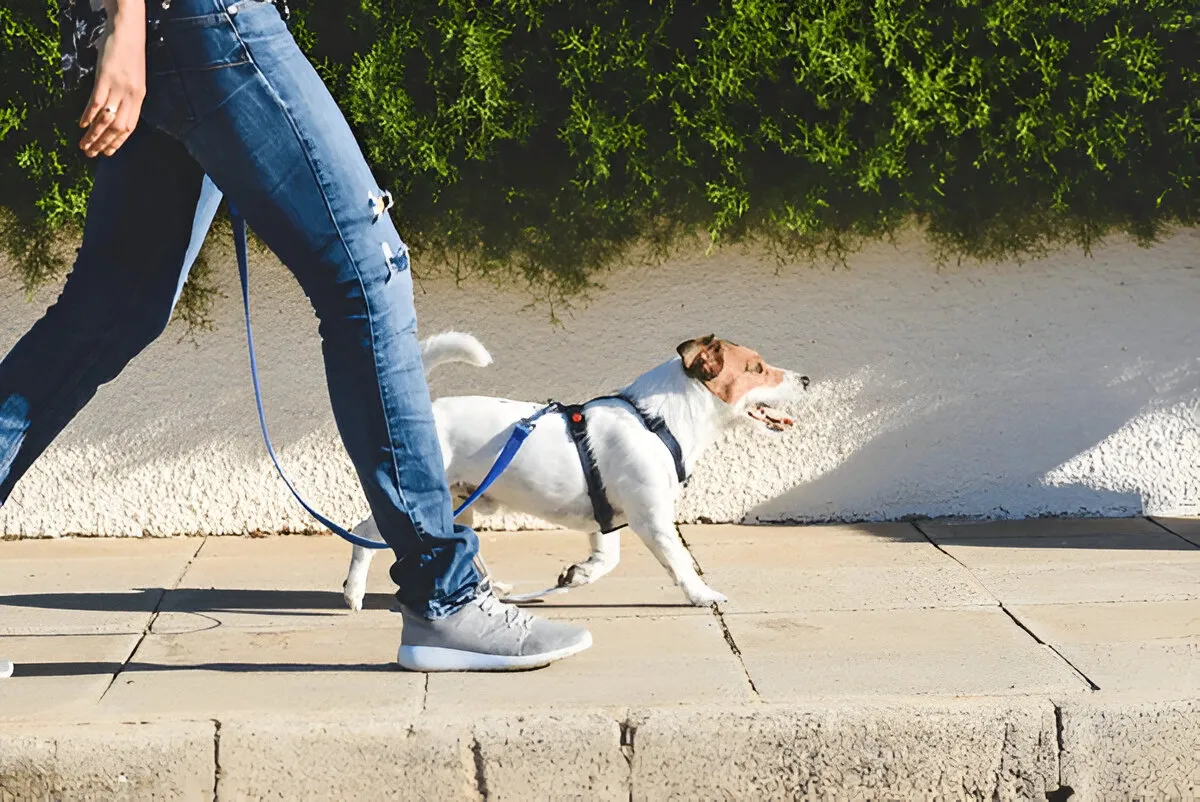 Dog walking calmly on leash with owner — guided by trusted trainers in Chicago.