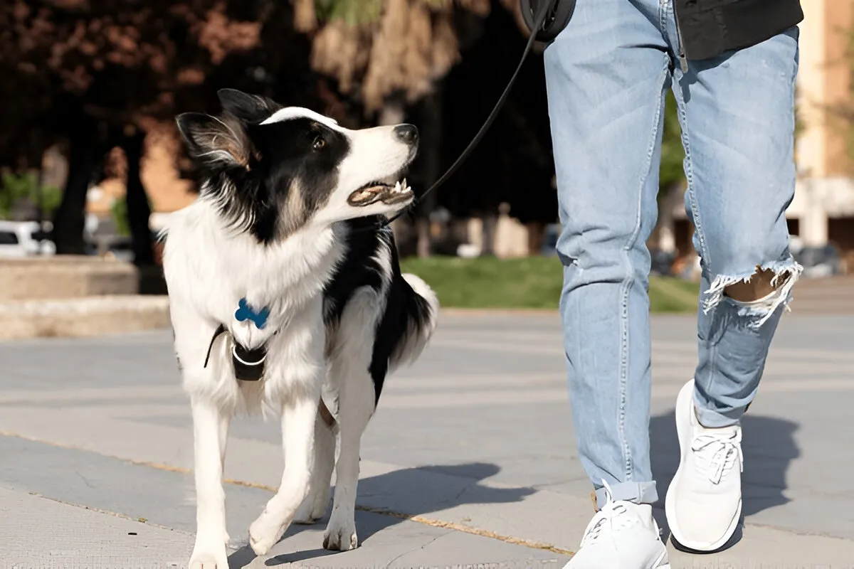 Happy puppy walking confidently in park with owner — best puppy training Chicago experience.