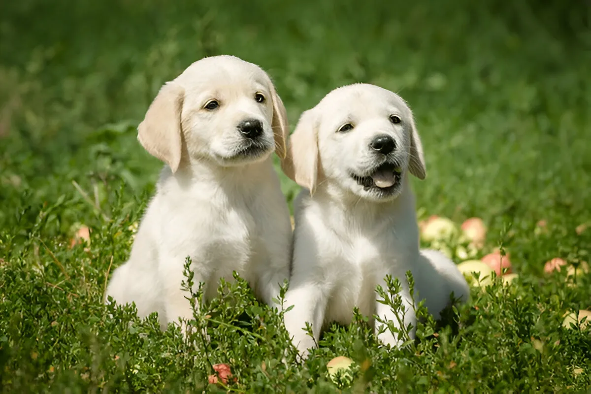 Two Labrador puppies sitting in a grassy field during puppy behavior training phase — early obedience development in Chicago.