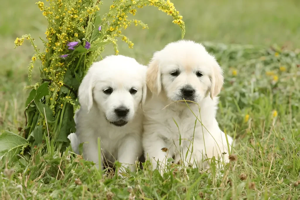 Two Labrador puppies sitting in a grassy field during puppy behavior training phase — early obedience development in Chicago.