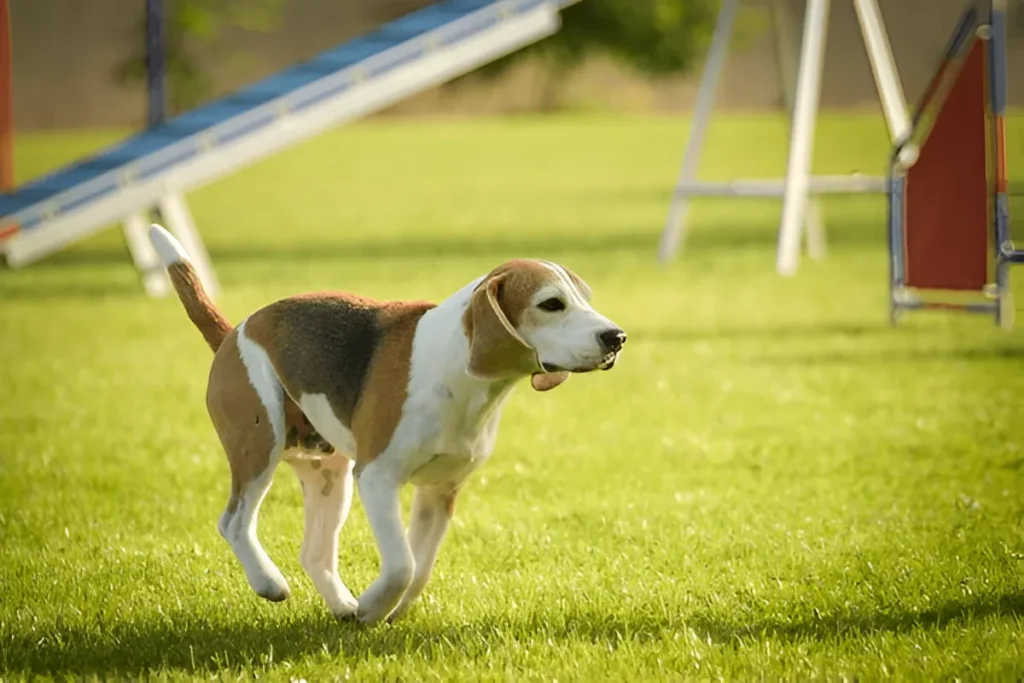 Beagle dog participating in a private dog training session at an outdoor agility course.