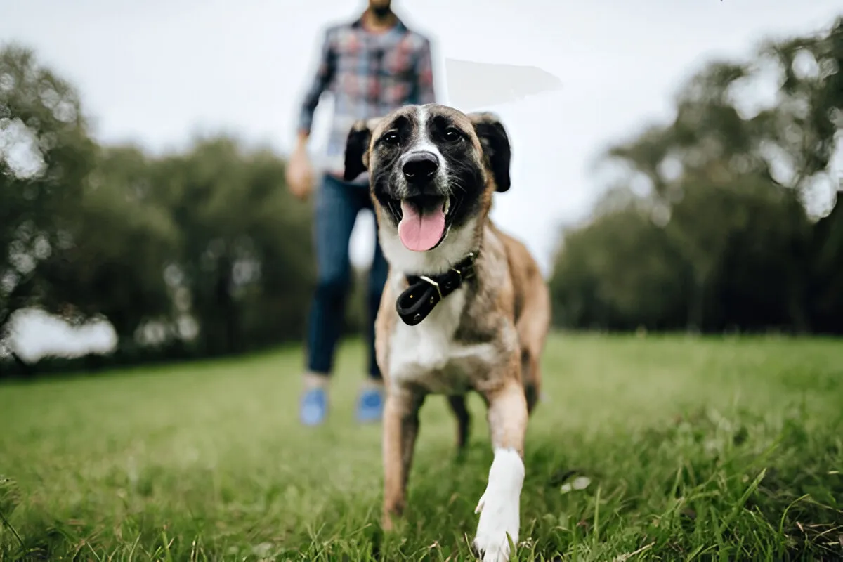 Happy dog walking toward the camera during a private dog training session with a trainer in a park.
