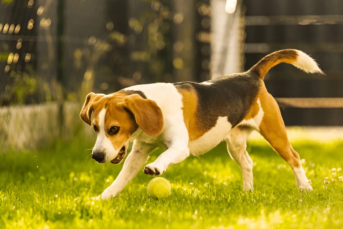Beagle dog focused on a tennis ball during a private dog training session in a sunny backyard.
