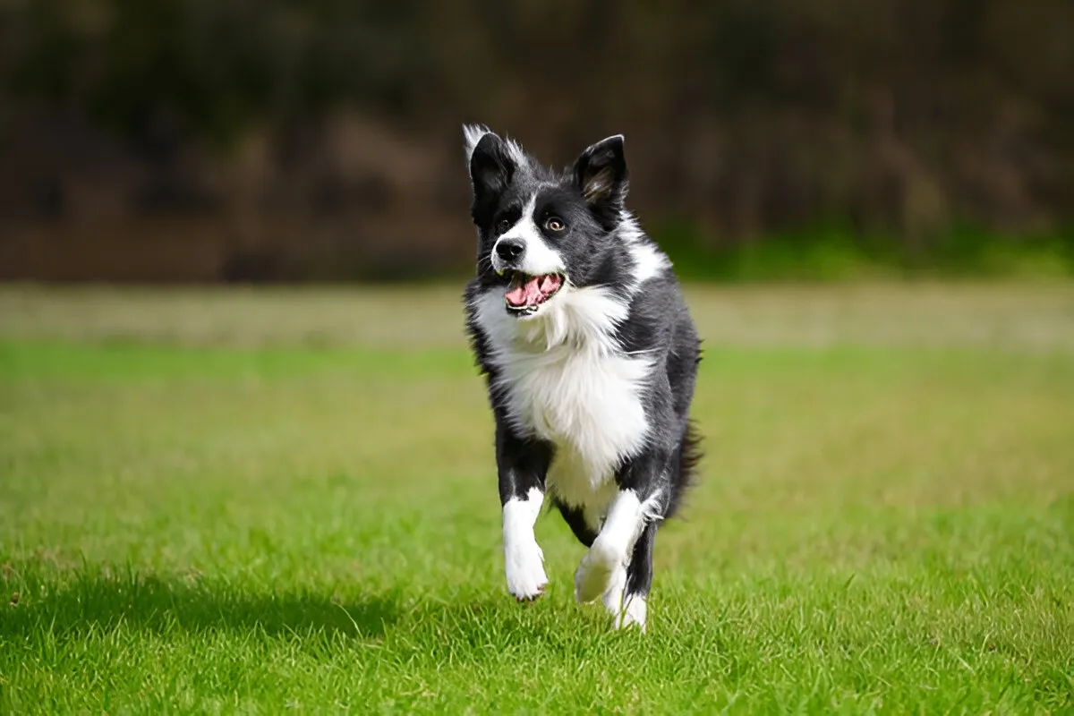 Happy dog walking toward the camera during a private dog training session with a trainer in a park.