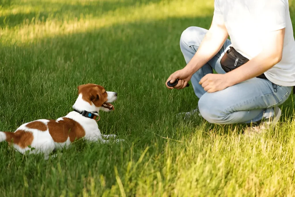 Dog trainer kneeling in grass using a clicker to train a small dog, illustrating hands-on techniques used in private vs group puppy training Chicago"