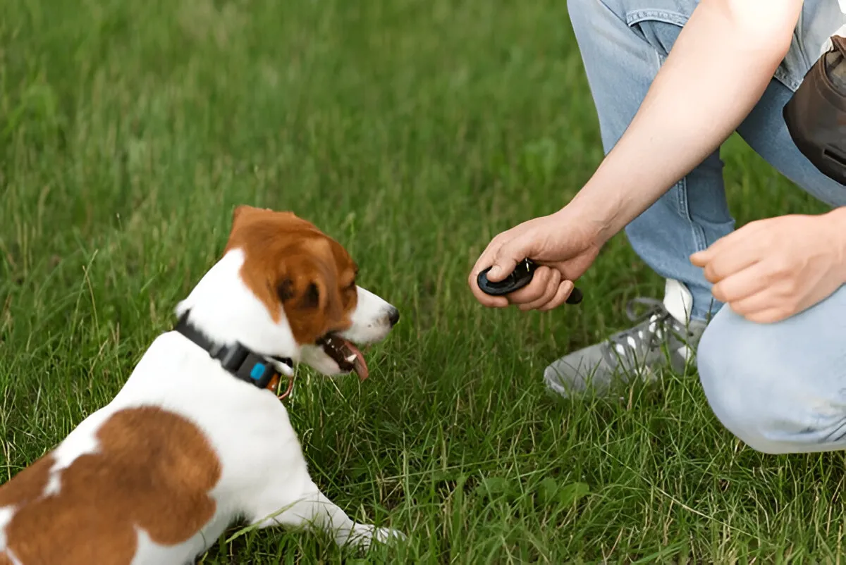 Trainer using a clicker to work one-on-one with a small dog during a session in the grass, showcasing private vs group puppy training Chicago methods