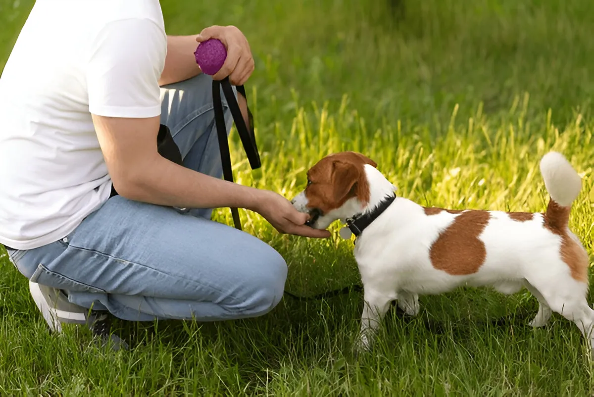 Trainer feeding a small dog a treat during an outdoor training session, highlighting reward-based methods in private vs group puppy training Chicago