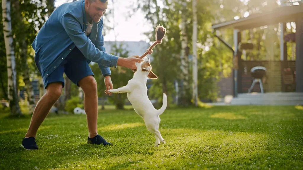 Man playing with a small dog in a sunny backyard, engaging in a tug-of-war with a stick, surrounded by green grass and trees.