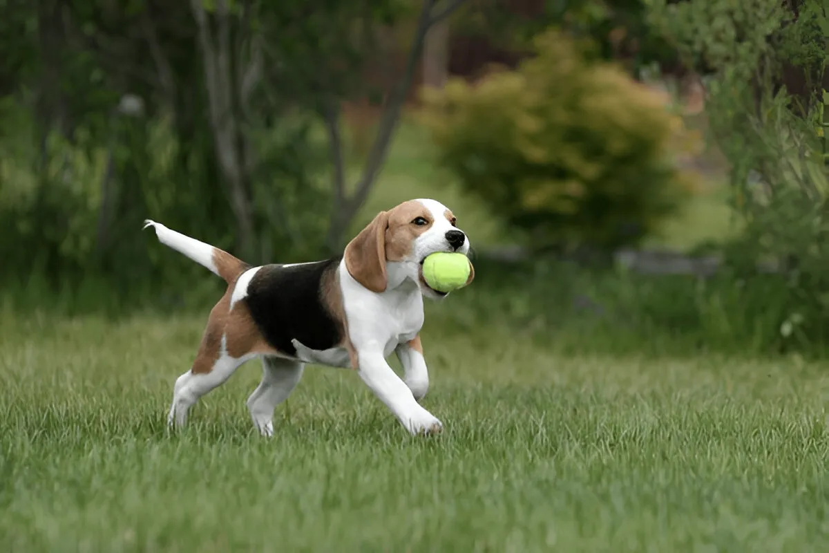 Young Beagle carrying a tennis ball on grass, symbolizing the ideal training start in a calm outdoor setting.