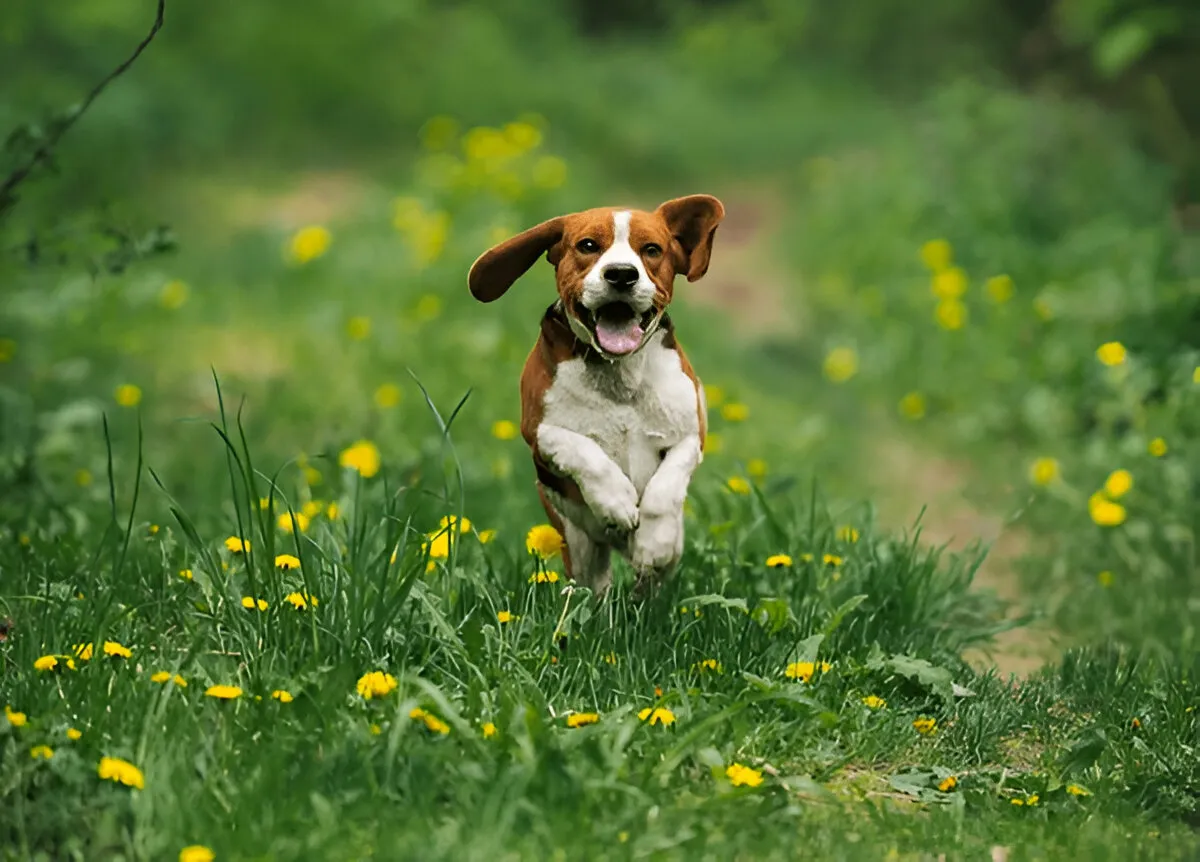 Happy puppy running through a field of wildflowers, representing playful energy during key puppy age milestones.