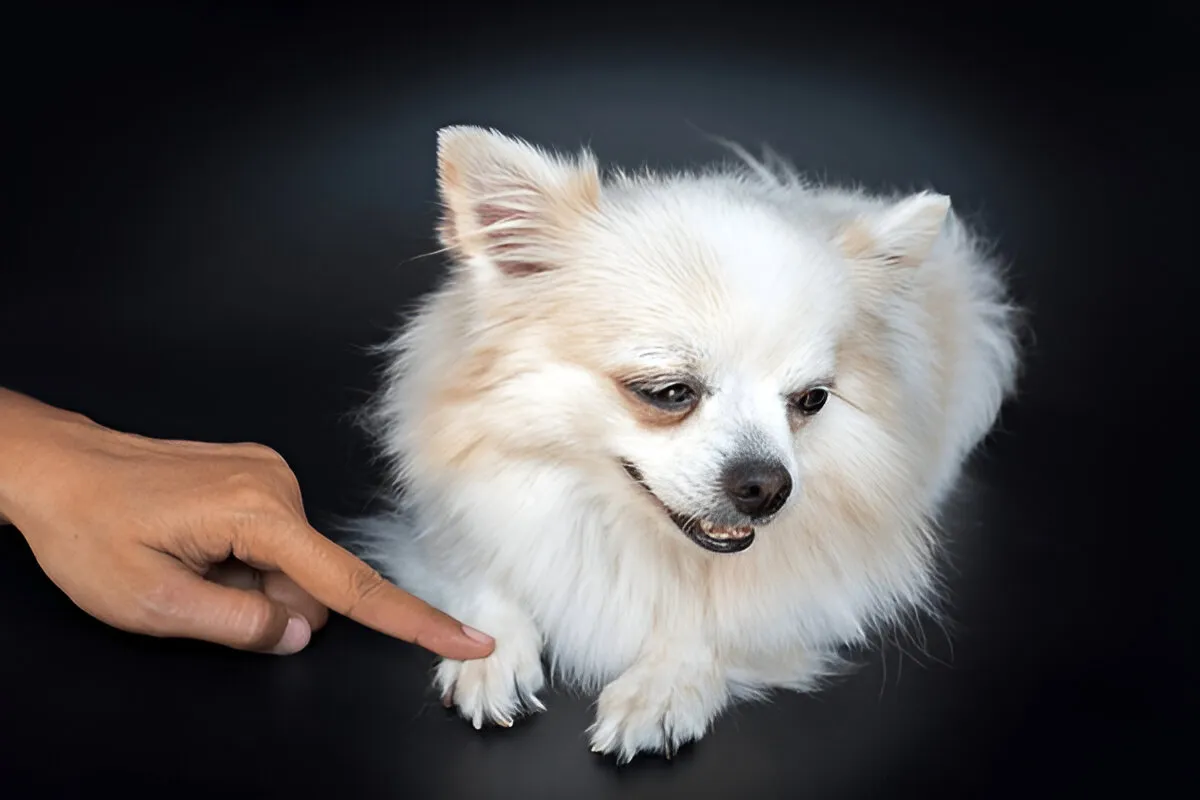 White fluffy puppy showing resistance during a training session, highlighting common puppy training pitfalls in Chicago.