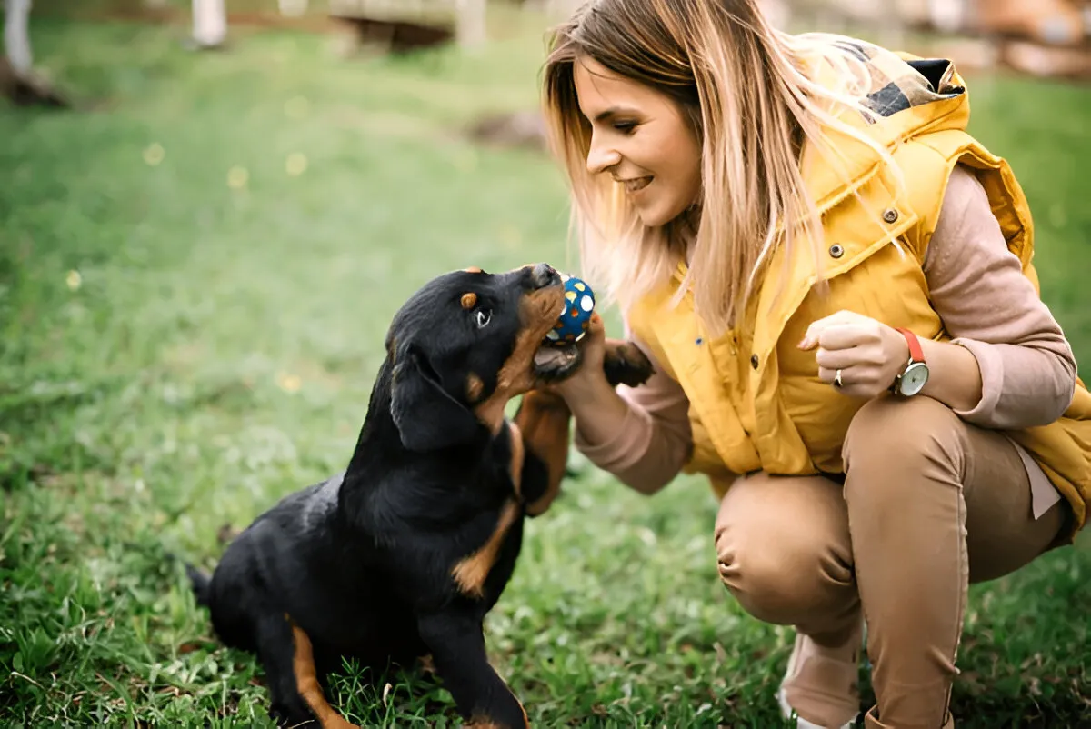 Woman playing with a puppy using a toy during their first puppy training session in Chicago, building trust and early obedience skills.